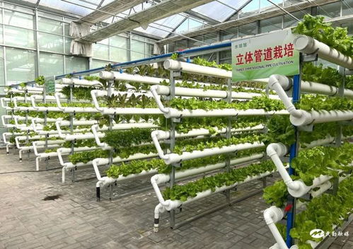 民勤縣紅旗谷現(xiàn)代智慧農(nóng)業(yè)示范園 農(nóng)旅融合促發(fā)展，鄉(xiāng)村振興產(chǎn)業(yè)旺