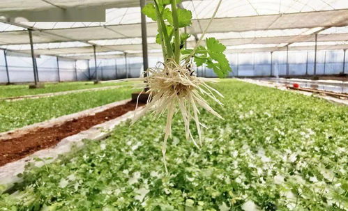 大龍開發(fā)區(qū) 科技種菜推動(dòng)農(nóng)業(yè)生產(chǎn)向高產(chǎn)高效邁進(jìn)