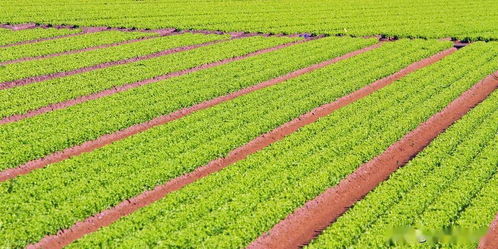 推動(dòng)我國農(nóng)業(yè)發(fā)展的八個(gè)字 農(nóng)業(yè)種植技術(shù)開發(fā)