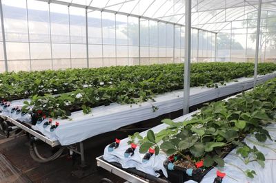 遇見“莓”好！鹽都“田間學(xué)院”助力草莓產(chǎn)業(yè)走向世界