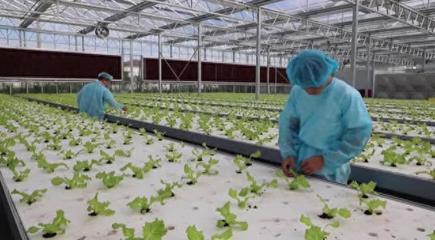 江蘇南通 數字賦能科技興農，鄉村振興跑出“新路子”