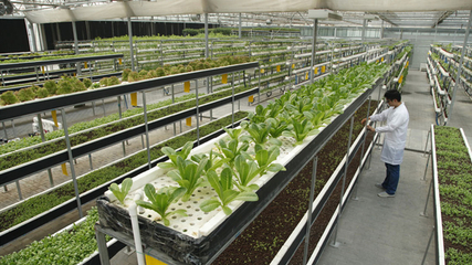 LED植物工廠 中國智慧農(nóng)業(yè)的下一個世界名片