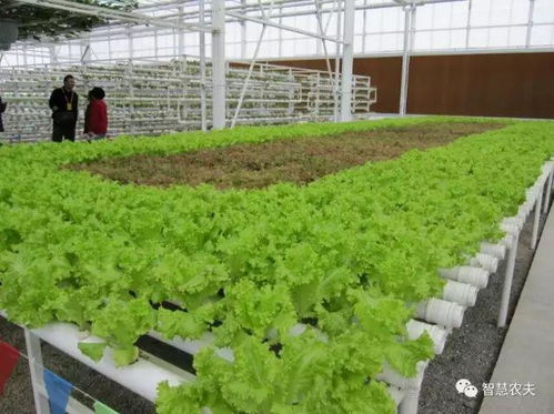 現代農業的關鍵引擎 農業種植技術開發與創新路徑