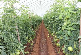 科技賦能，精準灌溉 蔬菜水肥一體化栽培技術引領現代農業新篇章