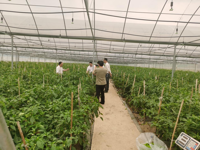 江華人大深入一線開展蔬菜產業發展專題調研，助力農業種植技術開發與產業升級